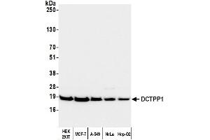 anti-DCTP Pyrophosphatase 1 (DCTPP1) (AA 120-170) antibody