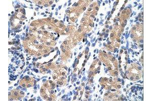 Image no. 1 for anti-RAE1 RNA Export 1 Homolog (S. Pombe) (RAE1) (C-Term) antibody (ABIN6736205)