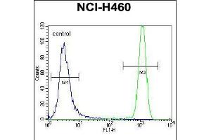 Flow cytometric analysis of NCI-H460 cells (right histogram) compared to a negative control cell (left histogram). (USP6 anticorps  (C-Term))