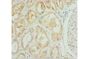 Immunohistochemistry of paraffin-embedded human kidney tissue using ABIN7163421 at dilution of 1:100