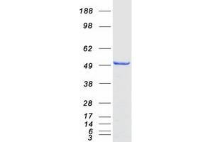 Validation with Western Blot