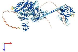 AlphaFold protein structure predicition of Mouse Recombinant Myo1e Protein, UniprotID E9Q634