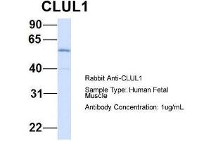 Host: Rabbit  Target Name: CLUL1  Sample Tissue: Human Fetal Muscle  Antibody Dilution: 1. (CLUL1 anticorps  (Middle Region))