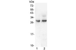 Western blot testing of 1) rat intestinal smooth muscle and 2) mouse intestinal smooth muscle lysate with PDCD10 antibody at 0. (PDCD10 anticorps  (AA 1-212))