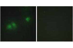 Immunofluorescence analysis of HepG2 cells, using ELAV2/4 Antibody. (ELAV2/4 anticorps  (AA 61-110))