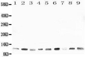Western Blotting (WB) image for anti-Heat Shock 10kDa Protein 1 (Chaperonin 10) (HSPE1) (AA 81-102), (C-Term) antibody (ABIN3044176)