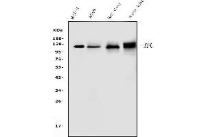 Western blot analysis of XPC using anti-XPC antibody (ABIN7600078).