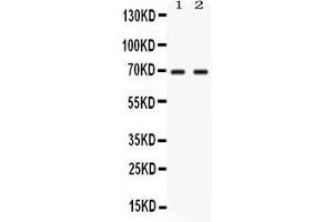 Western blot analysis of NFIA using anti- NFIA antibody . (NFIA anticorps  (Middle Region))