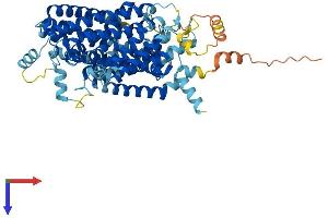 AlphaFold protein structure predicition of Human Recombinant SLC7A3 Protein, UniprotID Q8WY07