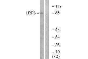 Western Blotting (WB) image for anti-Low Density Lipoprotein Receptor-Related Protein 3 (LRP3) (N-Term) antibody (ABIN1851506)