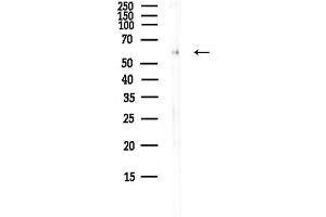Western blot analysis of lysates from Mouse liver, using CREL2 Antibody at 1/1000 dilution.