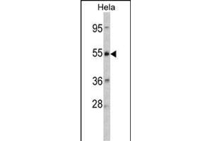 Western blot analysis of CRHR2 Antibody (Center) (ABIN390758 and ABIN2841016) in Hela cell line lysates (35 μg/lane). (CRHR2 anticorps  (AA 243-272))