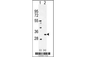 Western blot analysis of PRDX4 using rabbit polyclonal PRDX4 Antibody using 293 cell lysates (2 ug/lane) either nontransfected (Lane 1) or transiently transfected (Lane 2) with the PRDX4 gene. (Peroxiredoxin 4 anticorps  (AA 82-110))