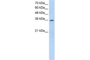 Western Blotting (WB) image for anti-ATP-Binding Cassette, Sub-Family A (ABC1), Member 3 Pseudogene (LOC342293) antibody (ABIN2462728) (LOC342293 anticorps)
