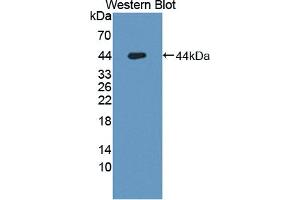 Figure. (OCEL1 anticorps  (AA 1-86))