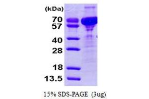 SDS-PAGE (SDS) image for Cornulin (CRNN) (AA 1-495) protein (His tag) (ABIN666956)