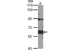 WB Image Sample (30 ug of whole cell lysate) A:NIH-3T3 7.
