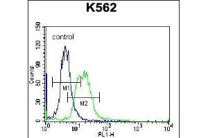 P3 Antibody (C-term) (ABIN656992 and ABIN2846173) flow cytometric analysis of K562 cells (right histogram) coared to a negative control cell (left histogram). (MPP3 anticorps  (C-Term))
