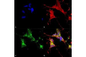 Immunocytochemistry/Immunofluorescence analysis using Mouse Anti-HCN4 Monoclonal Antibody, Clone N114/10 (ABIN2482536).