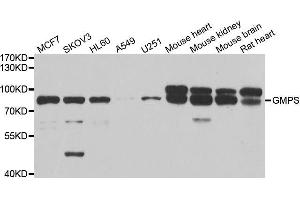 Western blot analysis of extracts of various cell lines, using GMPS antibody. (GMP Synthase anticorps  (AA 394-693))
