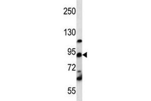 UBF1 / UBF antibody western blot analysis in K562 lysate. (UBTF anticorps  (AA 631-660))