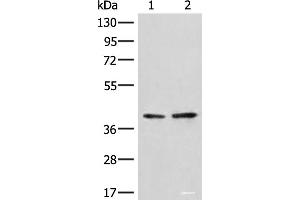 Western blot analysis of A172 and LO2 cell lysates using HNRNPA3 Polyclonal Antibody at dilution of 1:500 (HNRNPA3 anticorps)