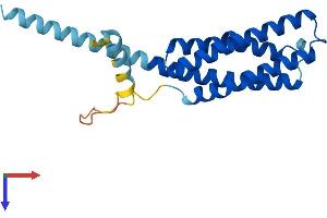 AlphaFold protein structure predicition of Human Recombinant TMEM17 Protein, UniprotID Q86X19