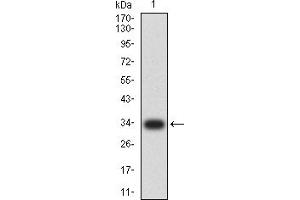 Western blot analysis using Neurod mAb against human Neurod (AA: 26-91) recombinant protein. (NEUROD1 anticorps  (AA 26-91))