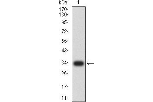 NEUROD1 anticorps  (AA 26-91)