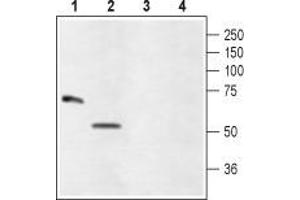 Western blot analysis of rat eye (lanes 1 and 3) and ARPE-19 (lanes 2 and 4) lysates: - 1,2.