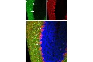 Expression of Histamine H3 receptor in rat cerebellum - Immunohistochemical staining of rat brain frozen sections with Anti-Histamine H3 Receptor (HRH3) Antibody (ABIN7043271 and ABIN7044509), (1:100), (green).