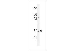 UBA52 Antibody (C-Term) (ABIN654135 and ABIN2844007) western blot analysis in Hela cell line lysates (35 μg/lane). (UBA52 anticorps  (C-Term))