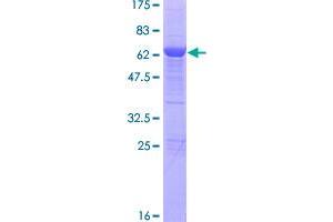 Image no. 1 for Heat Shock Transcription Factor 2 Binding Protein (HSF2BP) (AA 1-334) protein (GST tag) (ABIN1307162)