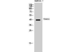 Western Blotting (WB) image for anti-Pleckstrin Homology-Like Domain, Family A, Member 1 (PHLDA1) (C-Term) antibody (ABIN3177661) (PHLDA1 anticorps  (C-Term))