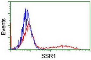 Image no. 4 for anti-Signal Sequence Receptor, alpha (SSR1) antibody (ABIN1501149)