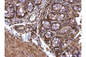 IHC-P Image AChE antibody detects AChE protein at nucleus on mouse colon by immunohistochemical analysis.