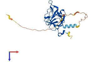 Fibroblast Growth Factor 20 (FGF20) (AA 1-211) protein (His tag)