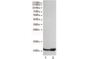 Western blot testing of 1) HeLa and 2) A549 cell lysates with FSP1 antibody at 1:500. (s100a4 anticorps)
