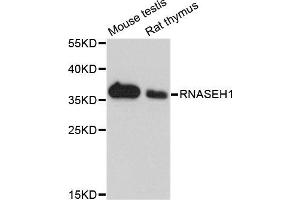 Western blot analysis of extracts of mouse testis and rat thymus cell lines, using RNASEH1 antibody. (Ribonuclease H1 anticorps)