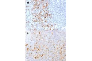 Immunohistochemical staining (Formalin-fixed paraffin-embedded sections) of human spleen (A) and human tonsil (B) with SELPLG monoclonal antibody, clone PSGL1/1601 . (SELPLG anticorps)