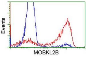 HEK293T cells transfected with either RC205977 overexpress plasmid (Red) or empty vector control plasmid (Blue) were immunostained by anti-MOBKL2B antibody (ABIN2453319), and then analyzed by flow cytometry. (MOBKL2B anticorps)