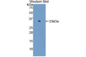 Western Blotting (WB) image for anti-Oxidized Low Density Lipoprotein (Lectin-Like) Receptor 1 (OLR1) (AA 60-312) antibody (ABIN1859677) (OLR1 anticorps  (AA 60-312))