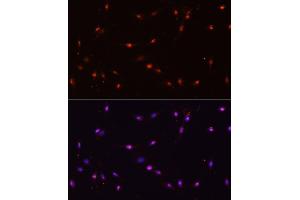 anti-Interleukin enhancer-binding factor 3 (ILF3) (AA 1-270) antibody