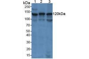 Western blot analysis of (1) Human Jurkat Cells, (2) Human K562 Cells and (3) Human Raji Cells.