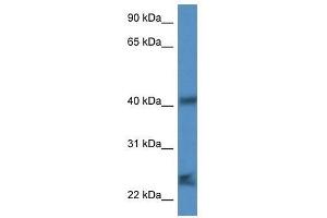 Western Blot showing Scamp1 antibody used at a concentration of 1. (SCAMP1 anticorps  (N-Term))