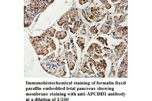 Image no. 1 for anti-Adenomatosis Polyposis Coli Down-Regulated 1 (APCDD1) antibody (ABIN1574734)