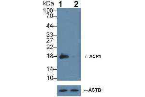 Western blot analysis of (1) Wild-type HeLa cell lysate, and (2) ACP1 knockout HeLa cell lysate, using Rabbit Anti-Rat ACP1 Antibody (1 µg/ml) and HRP-conjugated Goat Anti-Mouse antibody ( (ACP1 anticorps  (AA 1-158))