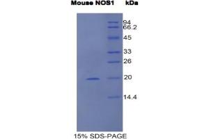 SDS-PAGE analysis of Mouse NOS1 Protein. (NOS1 Protéine)