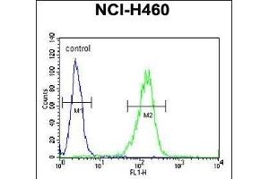Sestrin-1 Antibody (C-term) (ABIN391992 and ABIN2841780) flow cytometric analysis of NCI- cells (right histogram) compared to a negative control cell (left histogram). (SESN1 anticorps  (C-Term))