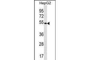 MGAT4C Antibody (C-term) (ABIN656550 and ABIN2845812) western blot analysis in HepG2 cell line lysates (35 μg/lane). (MGAT4C anticorps  (C-Term))